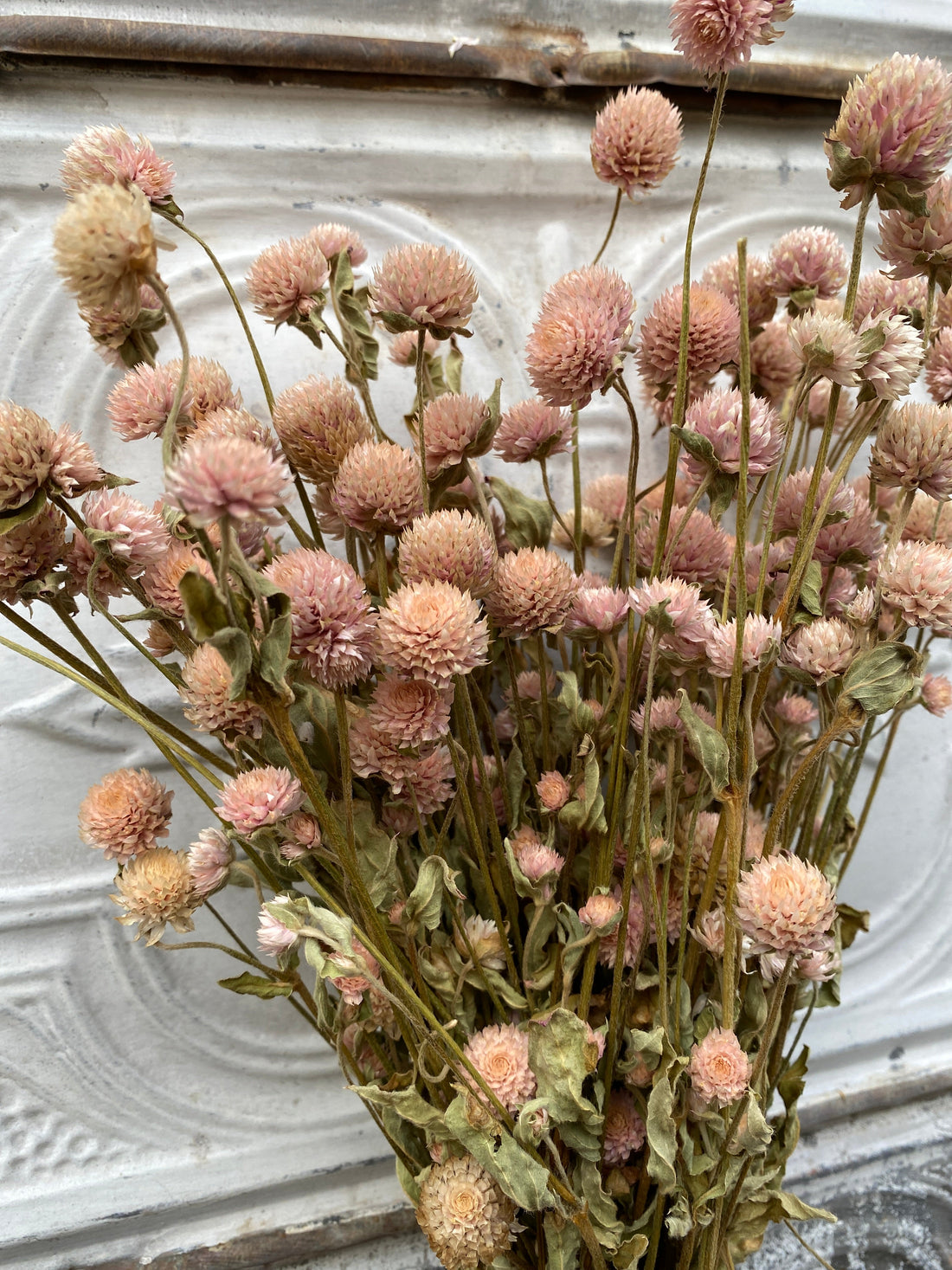 Dried Gomphrena Blush