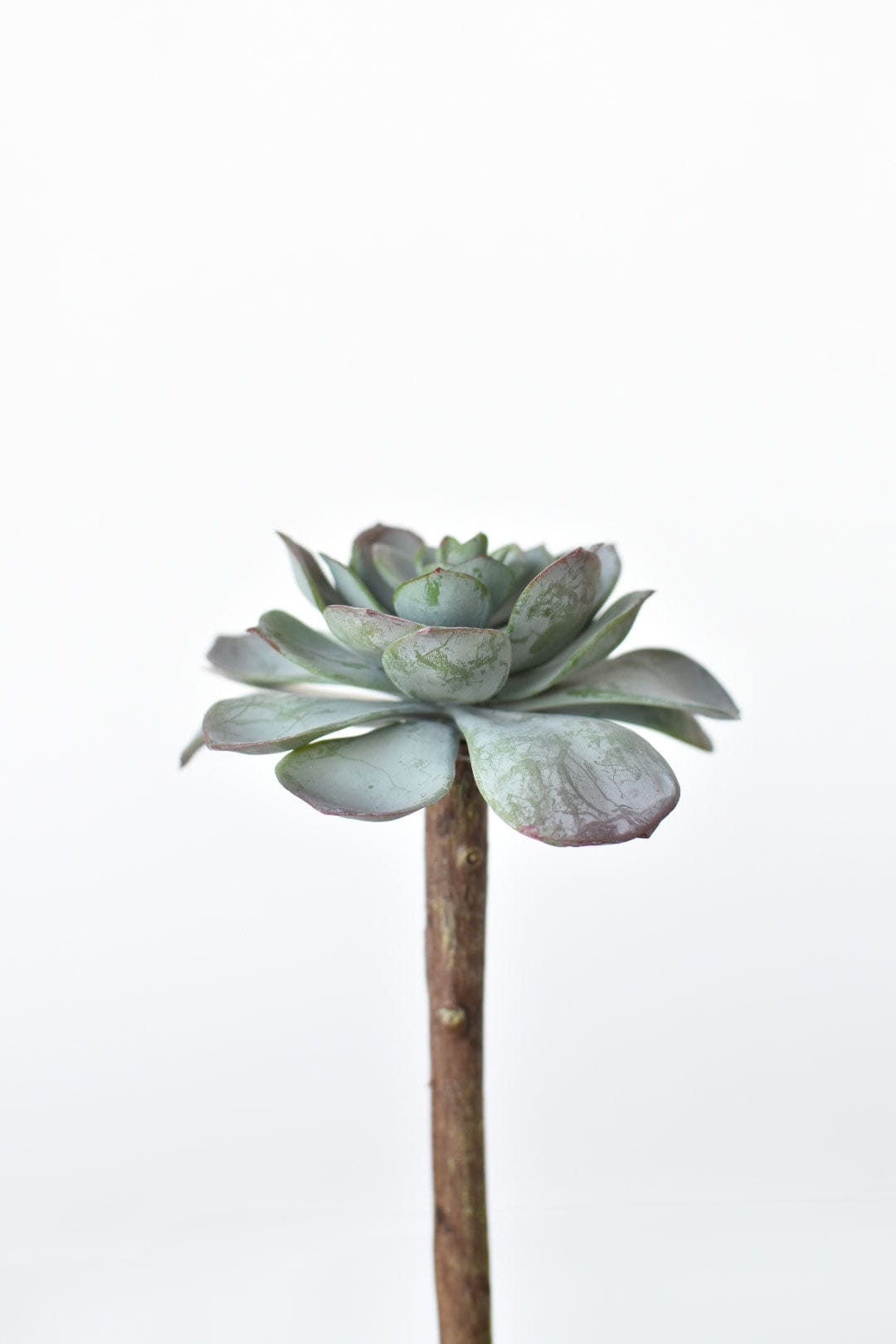 5" Faux Green Aeonium Pick Stem