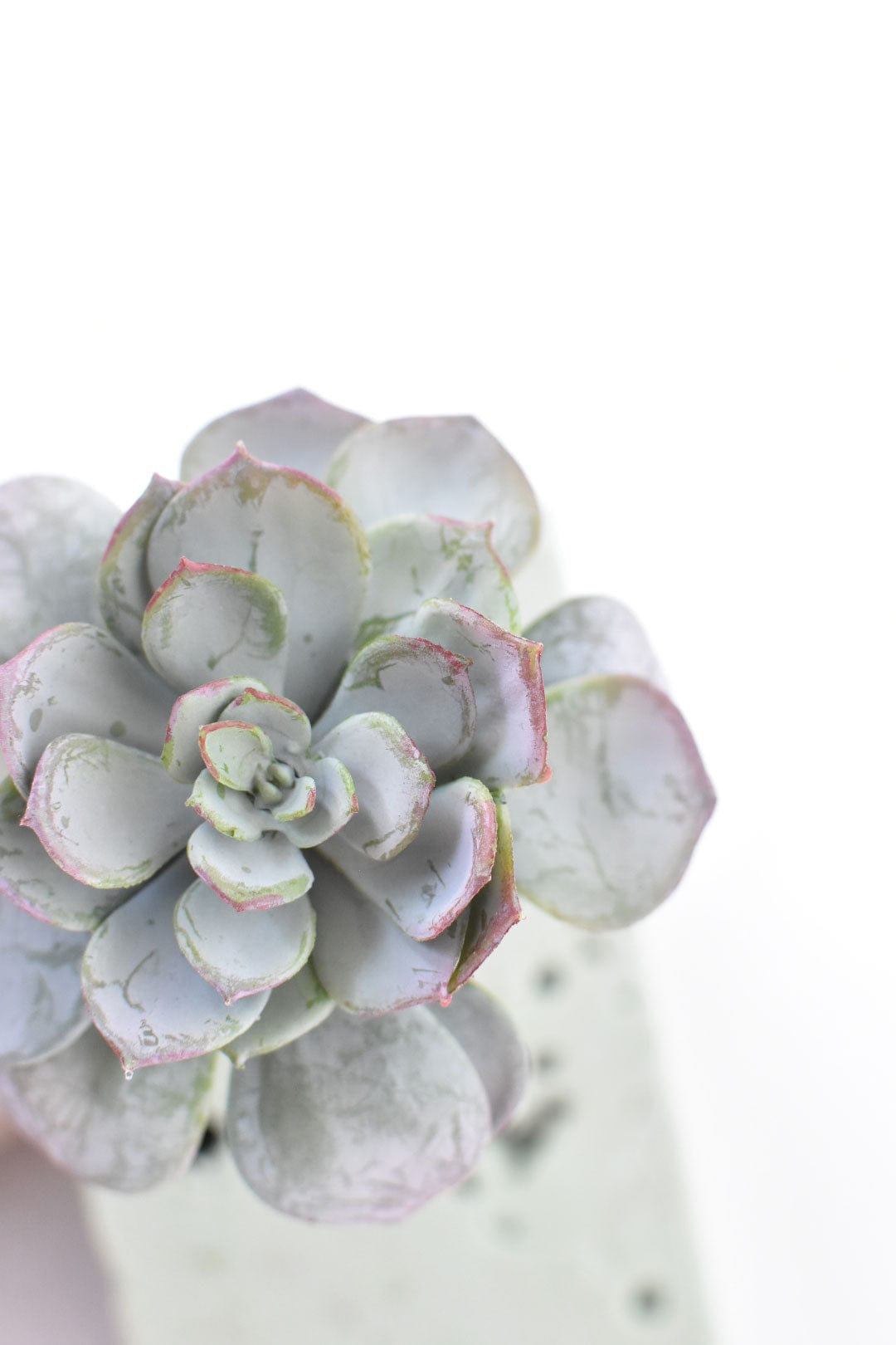 5" Faux Green Aeonium Pick Stem