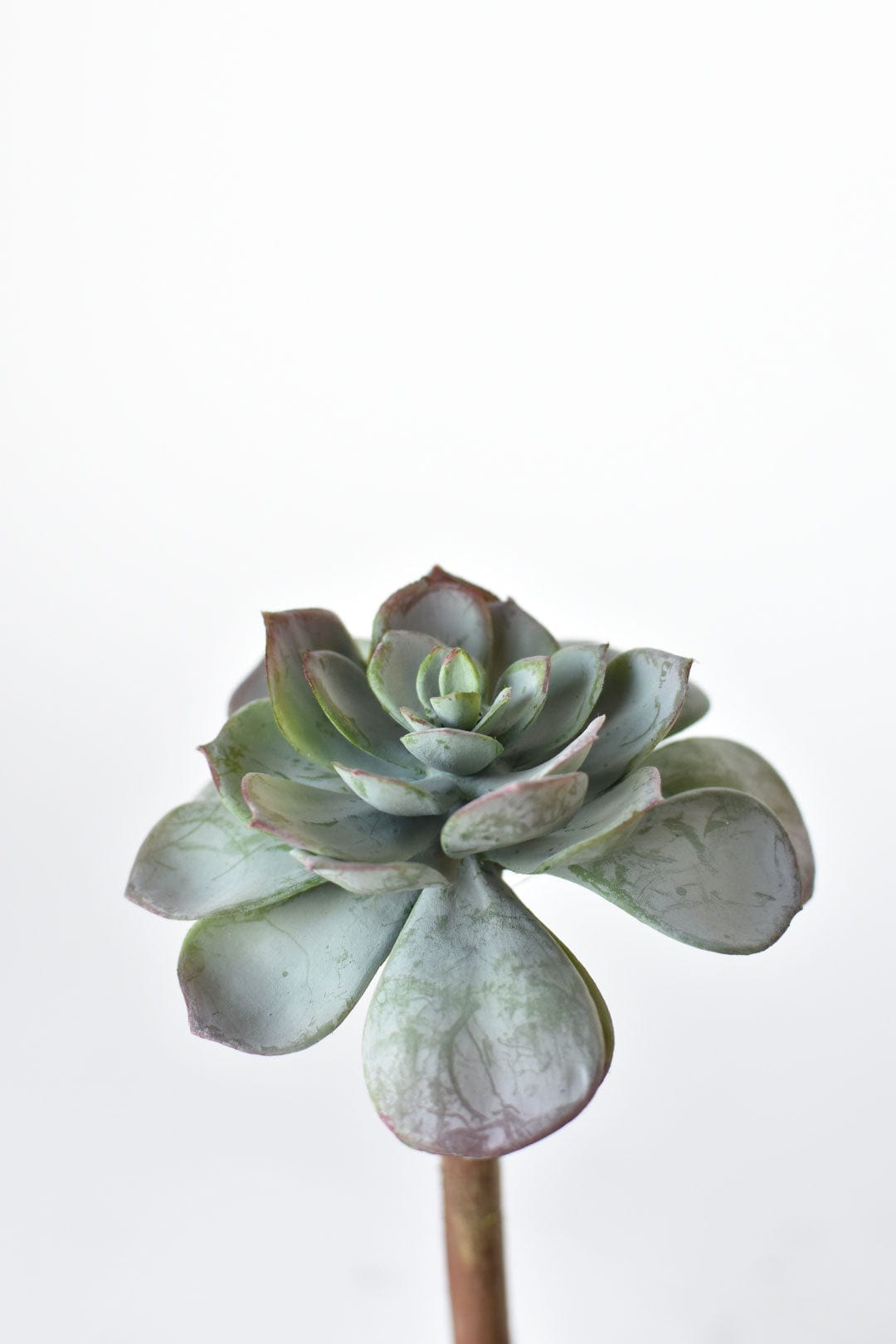 5" Faux Green Aeonium Pick Stem